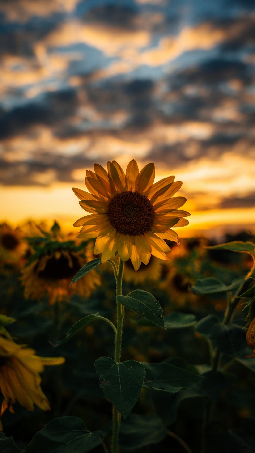 Large yellow sunflower in focus against a stormy orange sunset sky and a field of distant blooms.