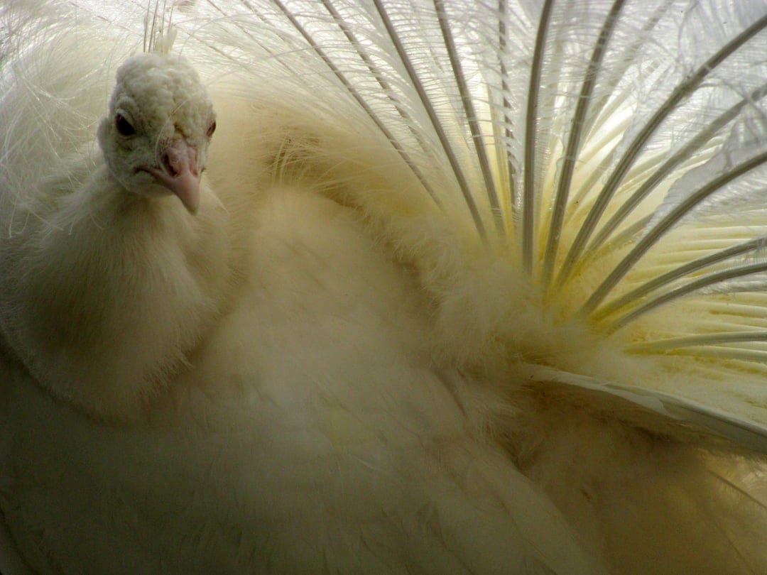 White peacock with a sharp beak and intense gaze stands before its partially fanned translucent tail feathers.