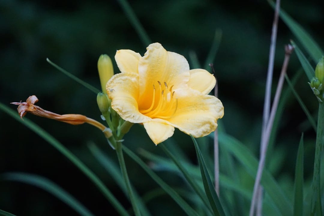Yellow daylily flower with delicate curved petals and green stems centered against a dark out-of-focus background.