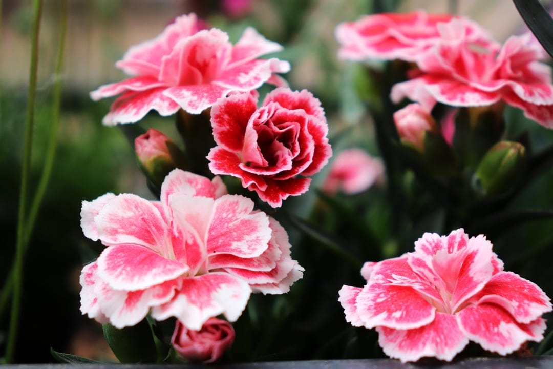 Pink and white carnations with ruffled petals are shown in a macro shot against blurred green leaves.