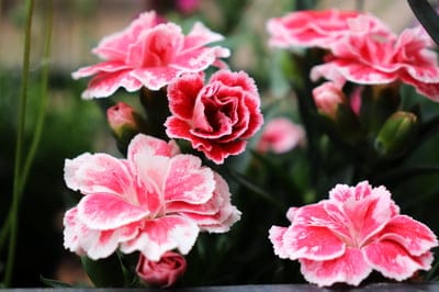 carnations, pink flowers, white flowers, floral photography, macro photography, flower close-up, garden flowers, delicate petals, ruffled flowers, botanical, nature, blooms, spring flowers, summer flowers, floral beauty, flower arrangement, petals, soft focus, vibrant colors, romantic flowers, dianthus
