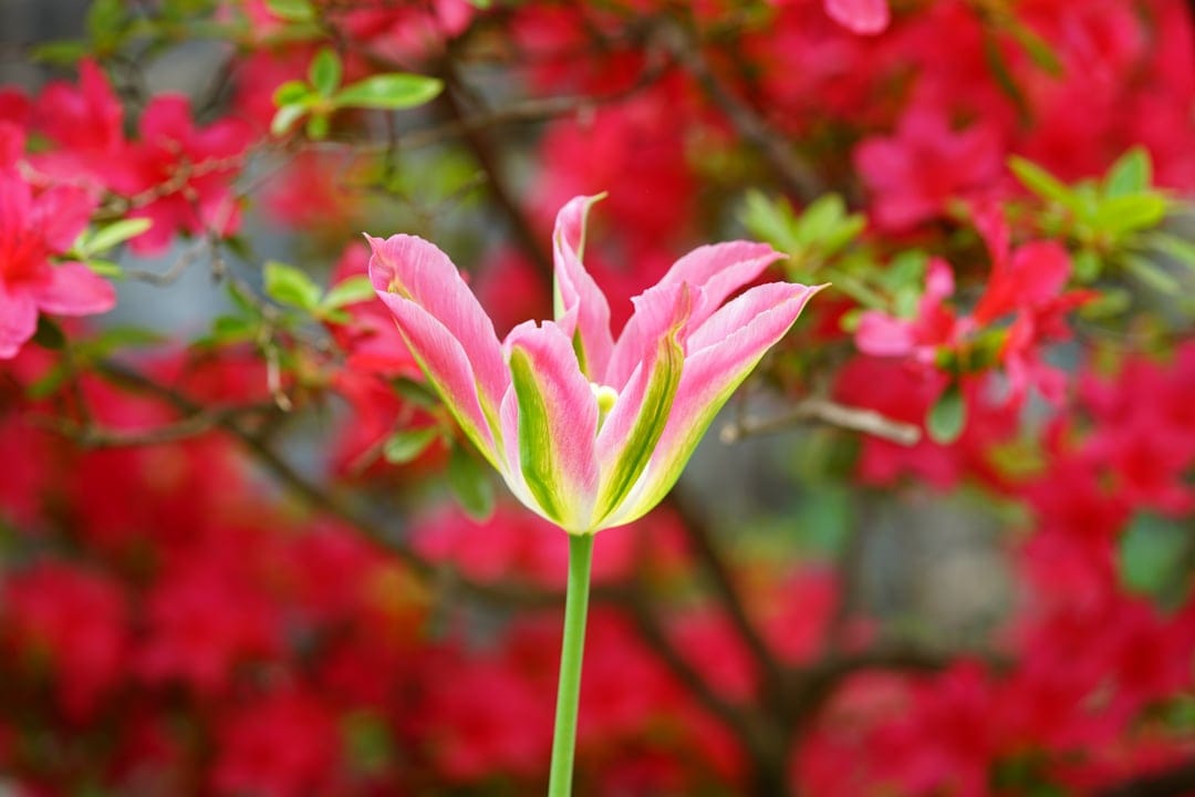 Pink parrot tulip with ruffled petals stands before a blurred background of bright red azalea flower clusters.