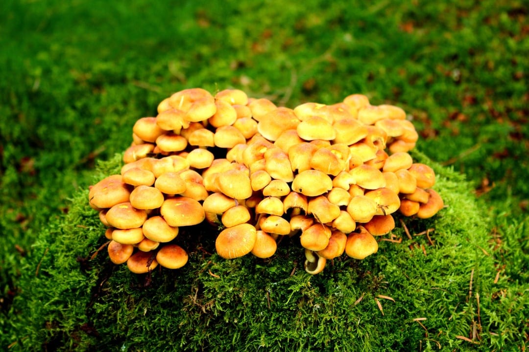 Yellow mushroom cluster with rounded caps growing on green moss in a sun-dappled forest floor macro view.
