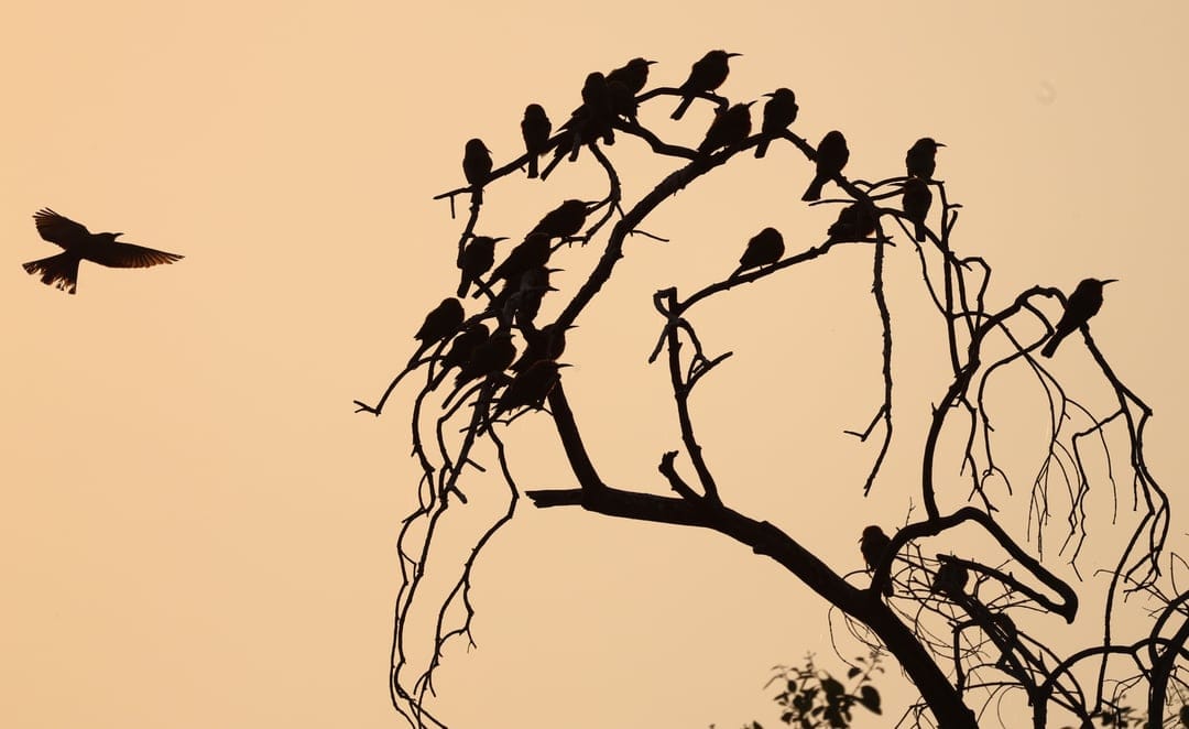 Black birds perched on bare tree branches with one in flight against a hazy, glowing dawn sky in a vertical view.