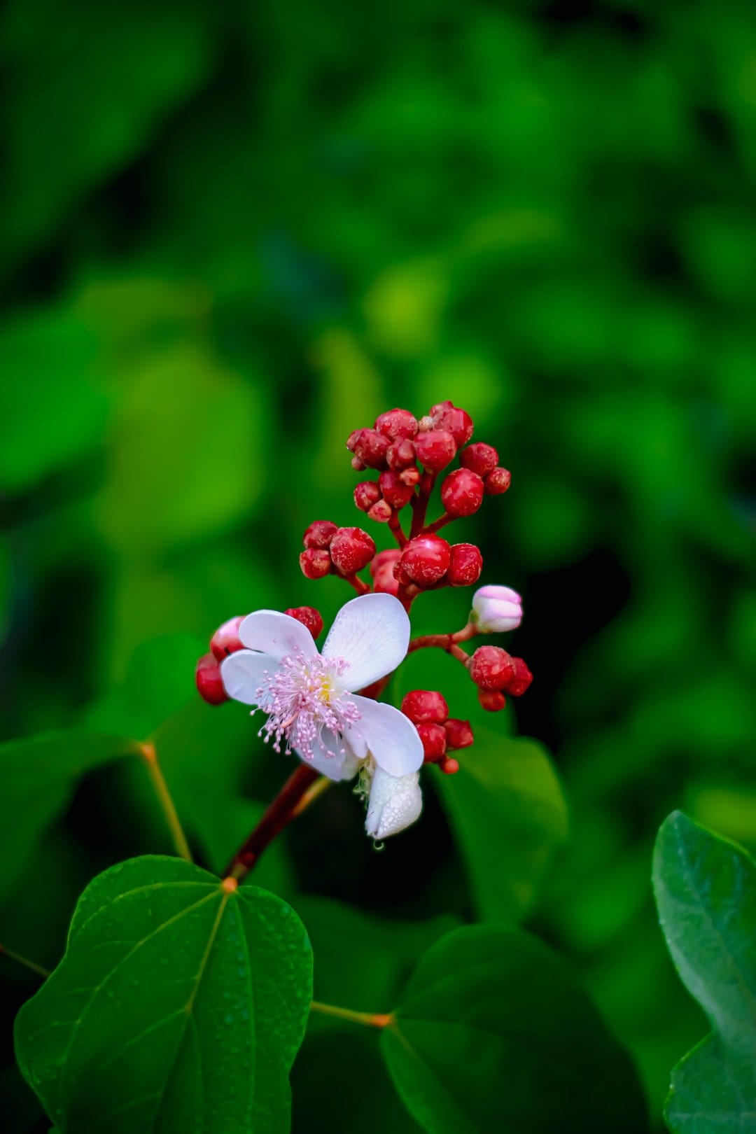 White achiote flower blooms next to spiky red seed pods on a leafy branch with a soft green blurred background.