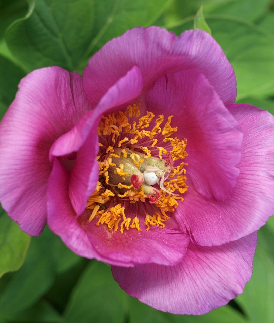 White crab spider camouflaged on yellow peony stamens surrounded by soft pink petals in a macro nature close-up.