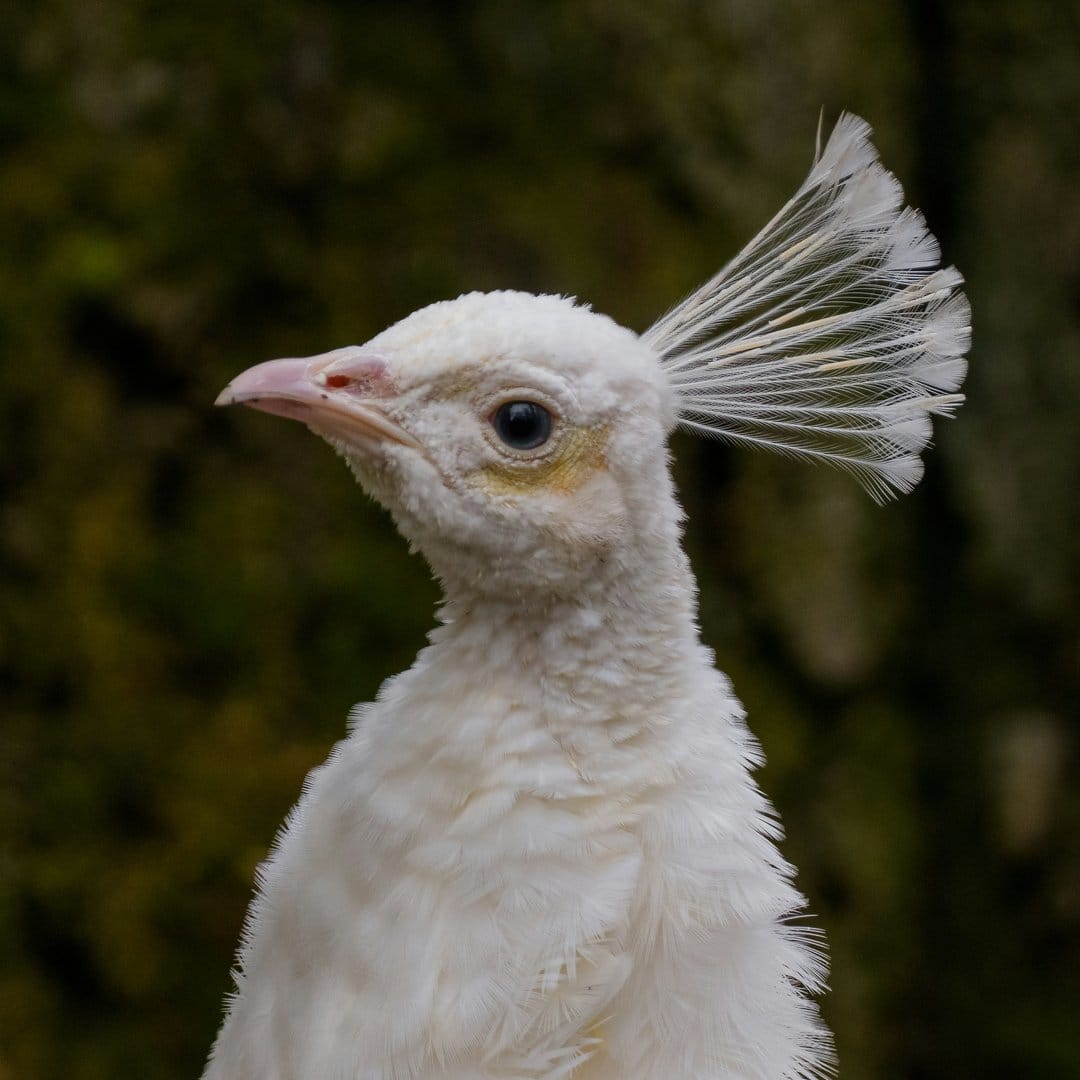 White peacock head featuring a delicate feather crest and dark eye against a soft dark green background.