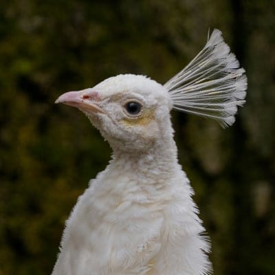 White peacock,White peacock wallpaper,peacock,White peacock desktop wallpaper