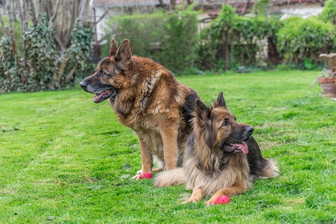 Two German Shepherds resting on green grass wearing red boots with a background of leafy trees and bushes.