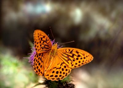 Orange butterfly with black wing patterns perched on a purple thistle flower against a soft blurred background.
