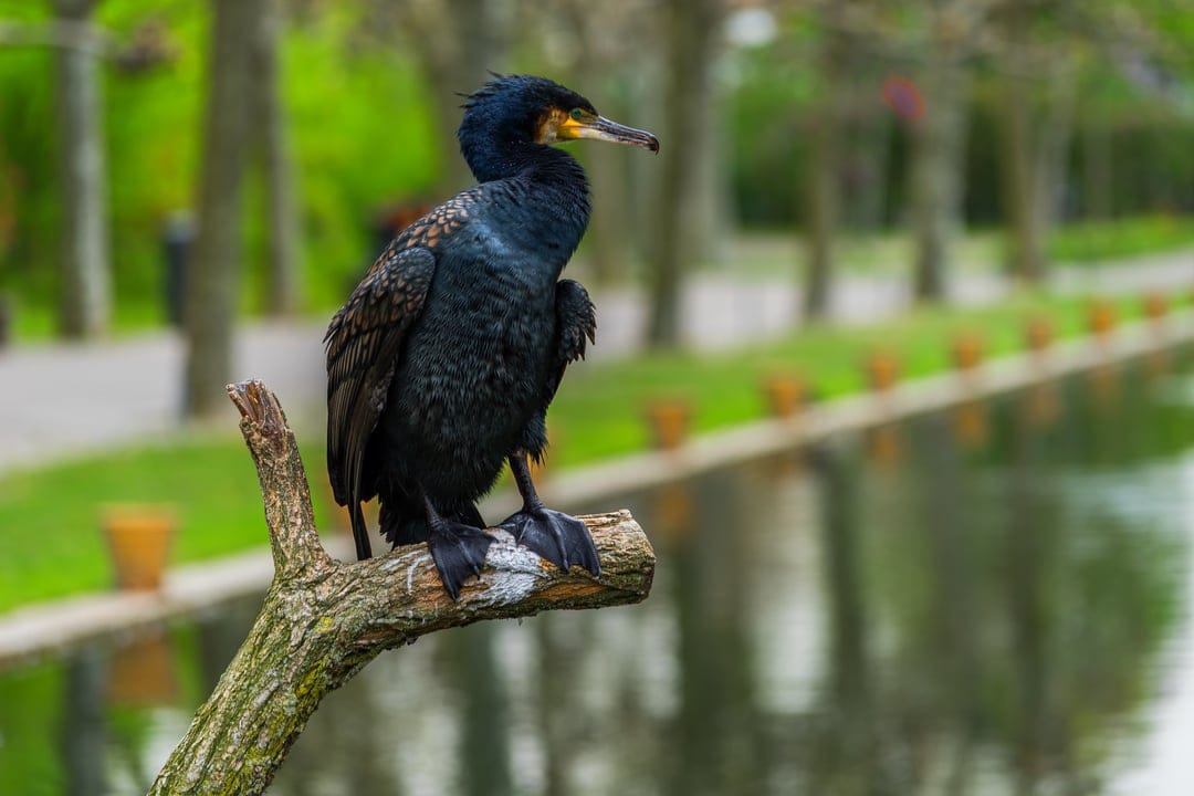 Black cormorant with a yellow beak sits on a weathered branch over calm green water with lush trees in the distance.