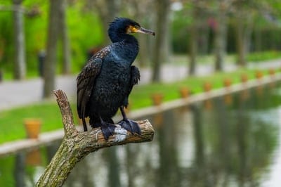 nature,bird,wallpaper HD,cormorant,HD wallpaper,wing,zoo,animal,water bird,free background,big,mac wallpaper,large beak,feathers,close up,Wilhelma,full HD wallpaper,beautiful wallpaper,standing,windows wallpaper