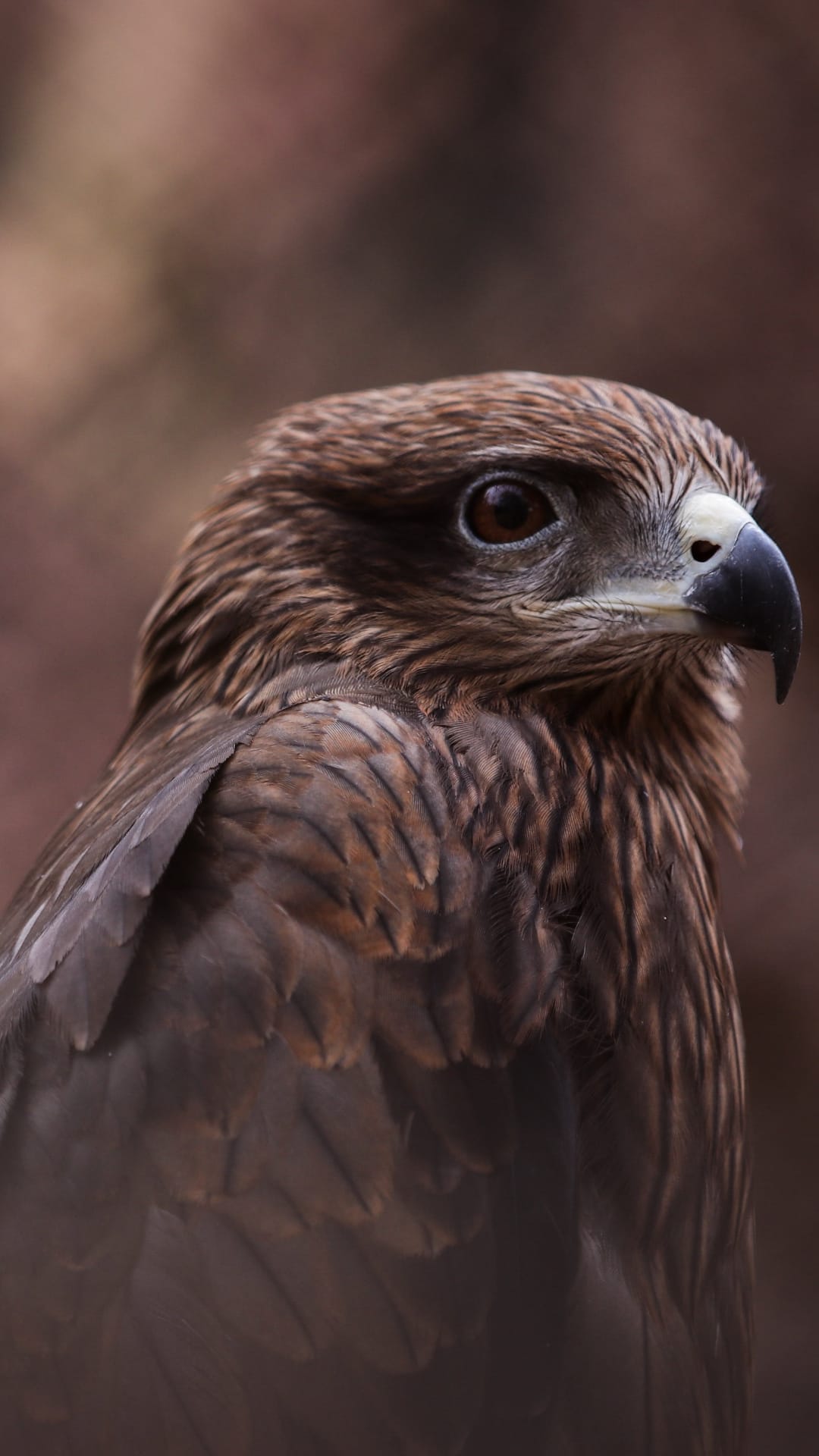 Brown eagle head with a sharp hooked beak and an intense amber eye against a blurred out-of-focus background.