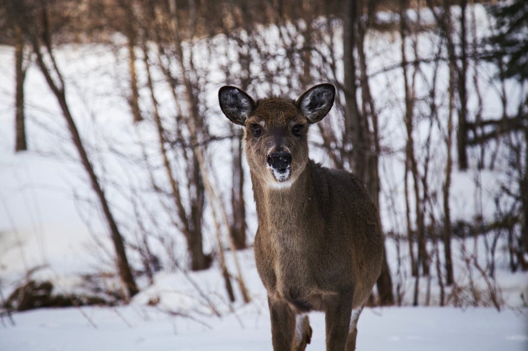 Young brown doe standing in a snow-covered forest looking forward with alert ears and dark trees behind.