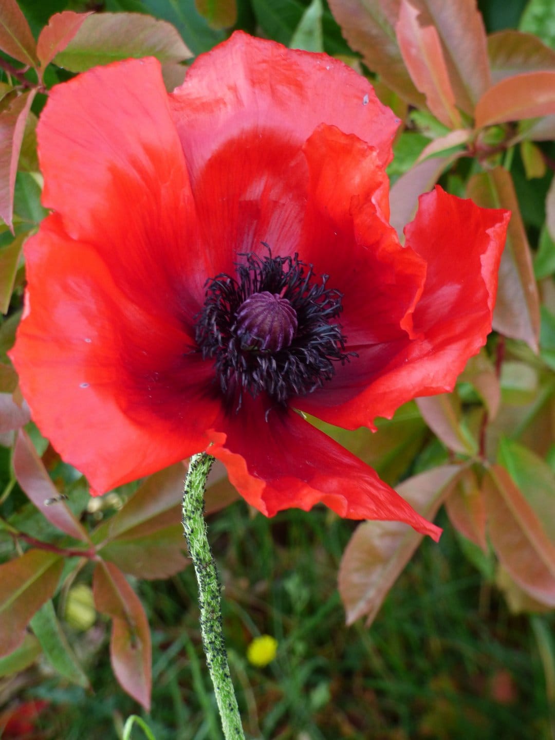 Crimson poppy flower with crinkled petals and a black center against a soft green and amber blurred background.