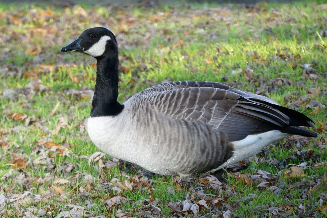 Canada Goose with a black neck and white cheek patch stands on green grass covered in brown autumn leaves.