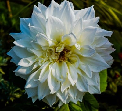 white dahlia, dahlia flower, close-up flower, floral photography, flower petals, garden flower, botanical beauty, nature photography, delicate flower, white bloom, garden photography, flower close-up, plant life, blooming flower, floral detail, summer flower, seasonal bloom, elegant flower, natural beauty, detailed petals, garden inspiration, flower macro