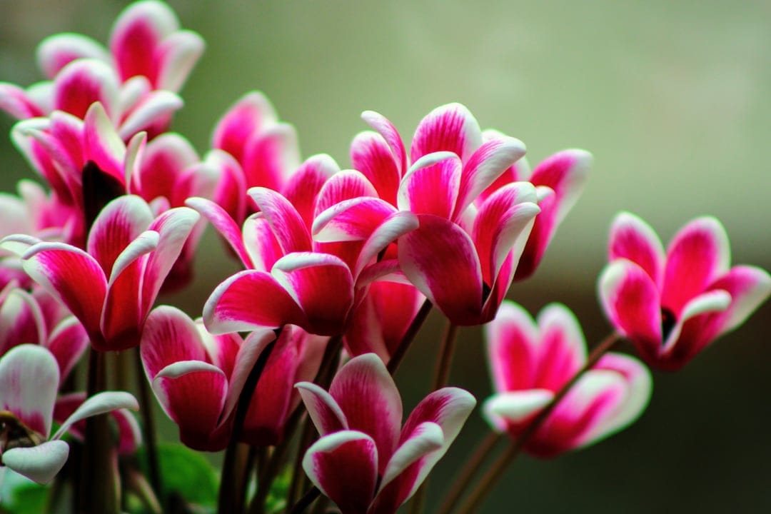Pink and white cyclamen flowers with curved petals in a macro close-up against a blurred green background.