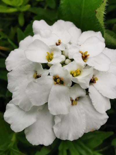 White flowers with yellow stamens cluster tightly against a blurred green background in a detailed macro view.
