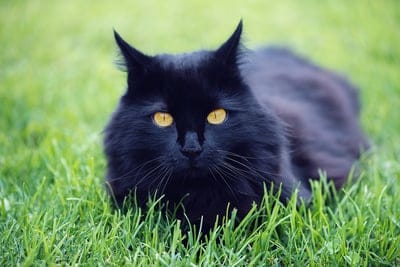 Cat  wallpaper,black cat,long hair cat,black cat wallpaper