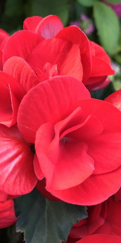 begonia,flower,flowers,flower background,beautiful flowers,flower wallpaper,flowering,nature,begonias,red