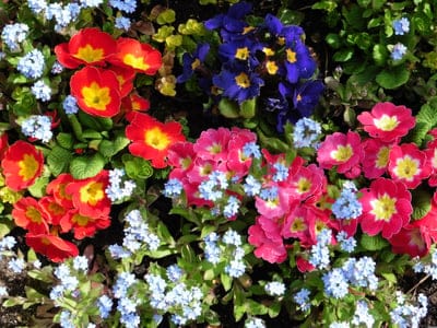 primula,forget me nots,flower wallpaper,flower background,beautiful flowers,nature,flowers