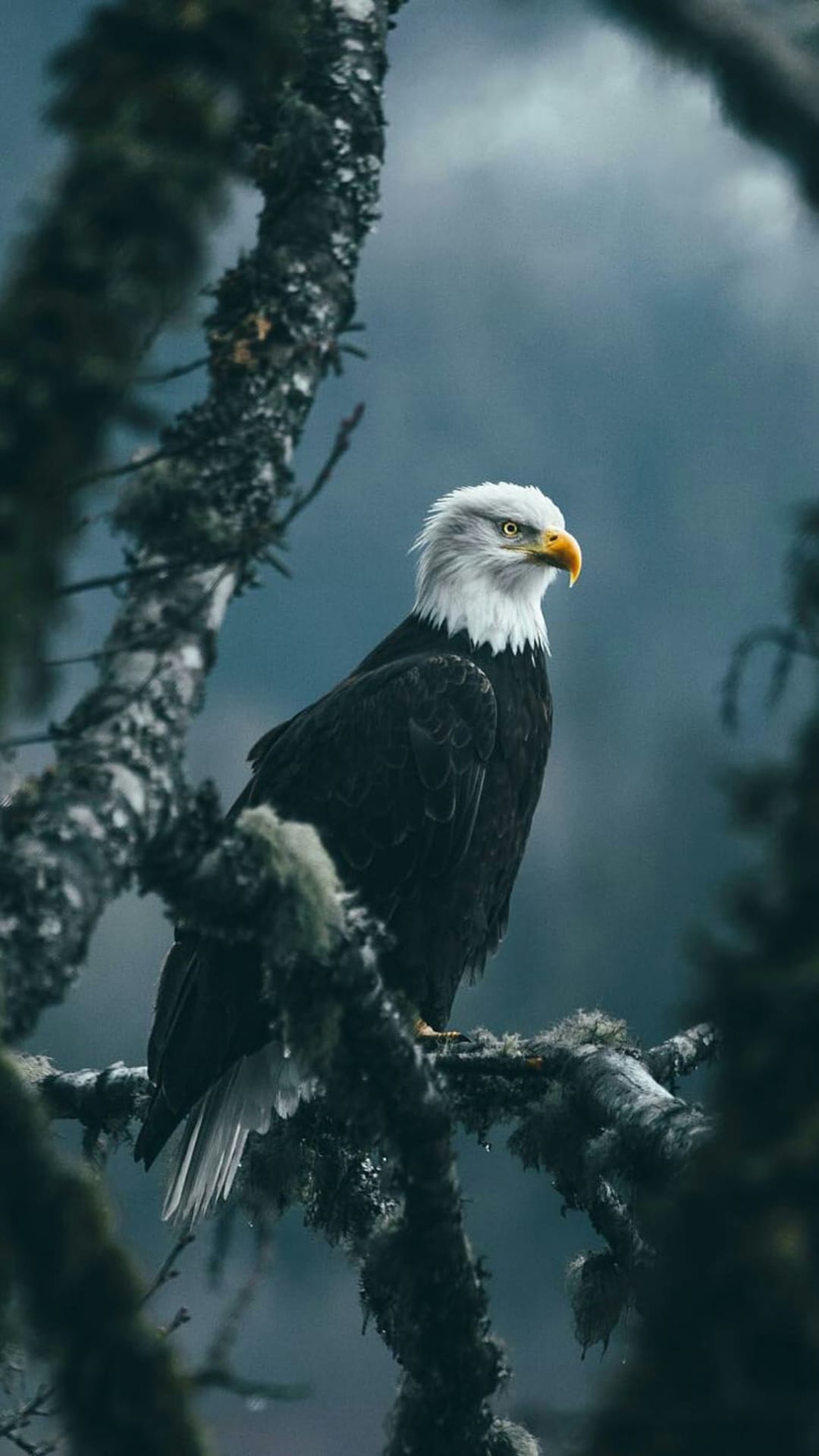 Bald eagle with white head feathers perches on a mossy branch against a hazy, soft blue background in profile.