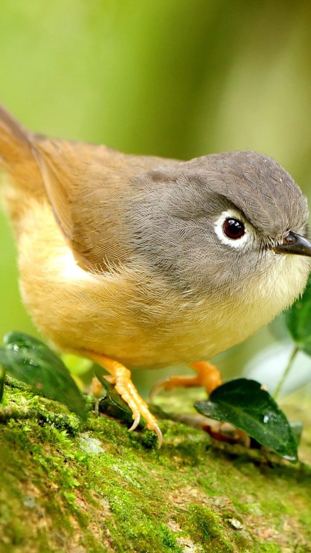 Small brown bird with a white eye-ring perched on a moss-covered branch among vibrant green forest leaves.