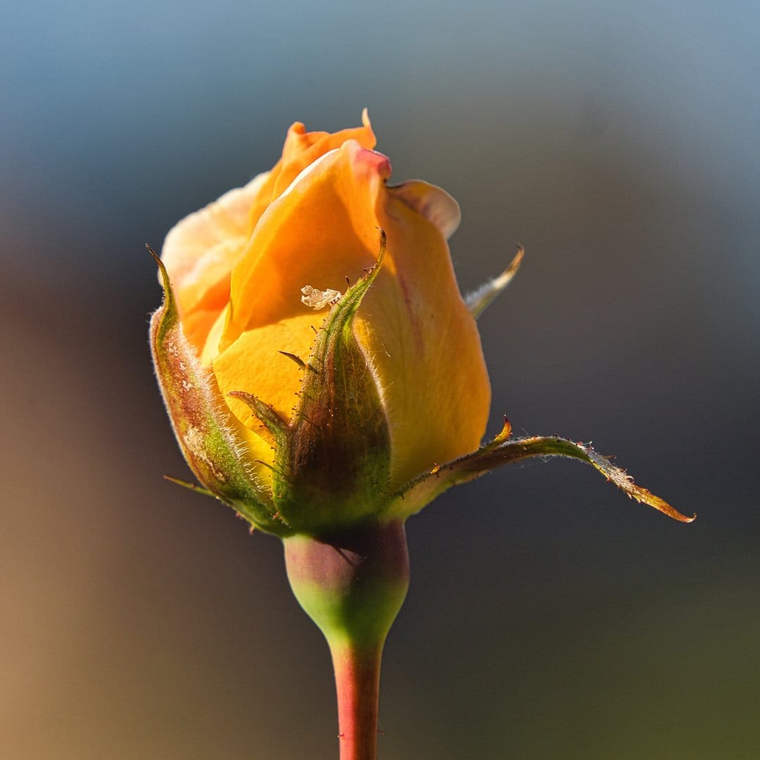 Yellow rose bud with dewdrops on velvet petals against a blurred green background in bright sunlight.