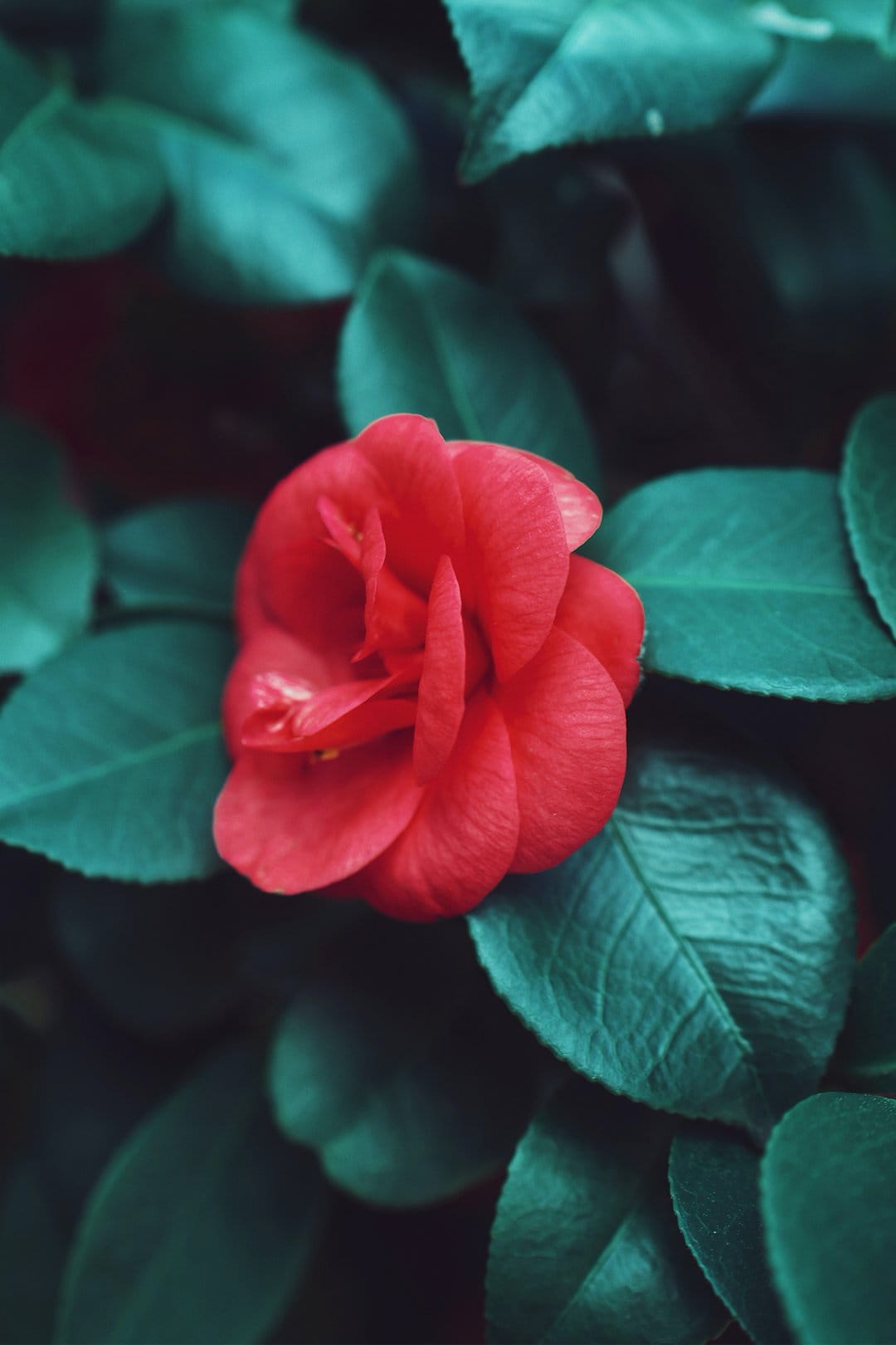 Vivid rose petals and delicate cherry blossoms appear in sharp focus within this vertical nature photography.