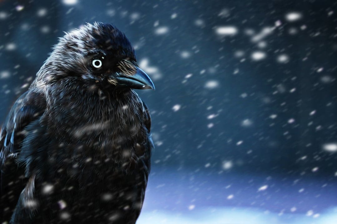 Black crow with a pale eye perches in a winter flurry against a dark, blurred background with white snowflakes.
