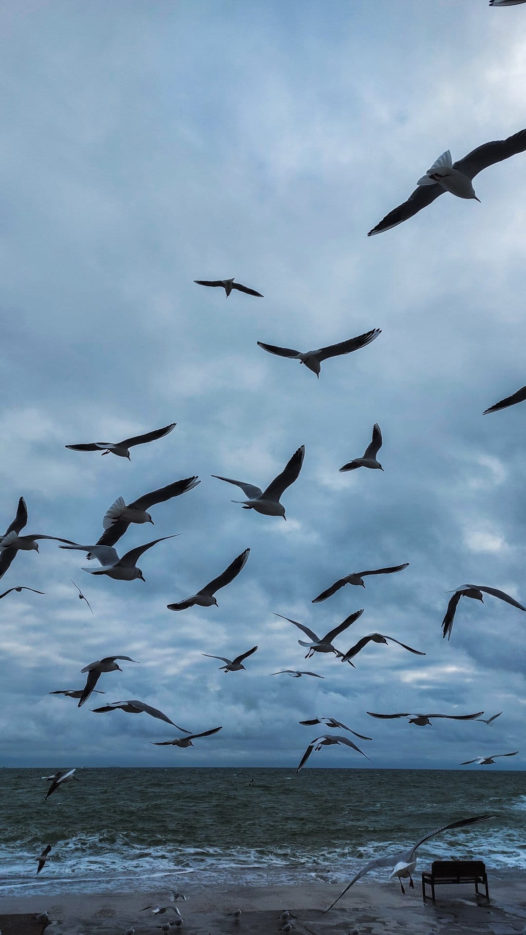 Seagulls fly over turbulent ocean waves under a dark cloudy sky near a textured, rocky coastal shoreline.