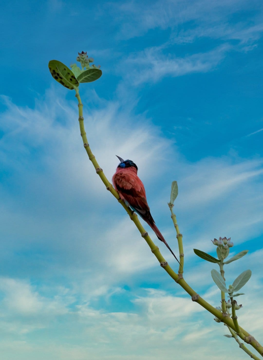 Crimson songbird with a black head perches on a thin green branch looking up at a clear blue sky with white clouds.
