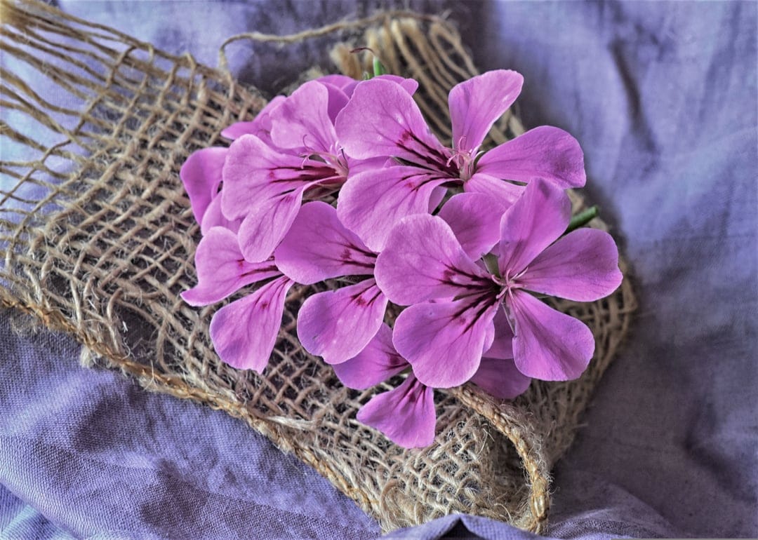 Purple geranium flowers with dark veins lie on textured brown burlap and soft lavender linen fabric overhead.