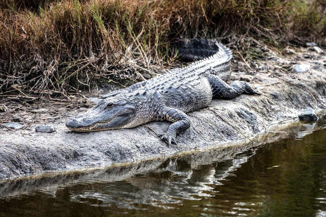 American alligator with scaly skin basking on a muddy bank beside dark reflective water in a wetland environment.