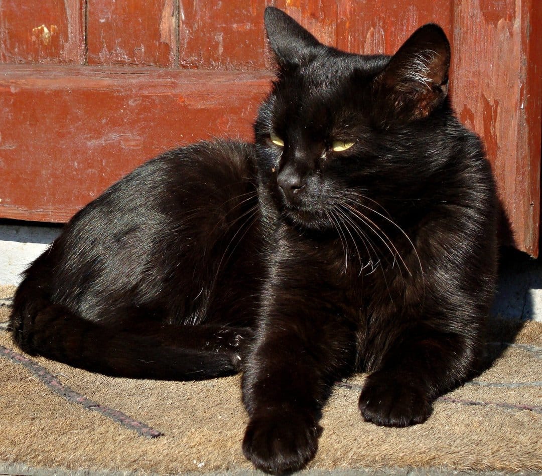 Glossy black cat with amber eyes lies on a textured doormat against a rustic wooden door background.
