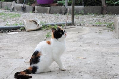 cat,pet,cat official,nature,cat pictures,cat photos,animal,cute,cute cat,cats,cat photo,cat wallpaper,cat wallpapers,animals