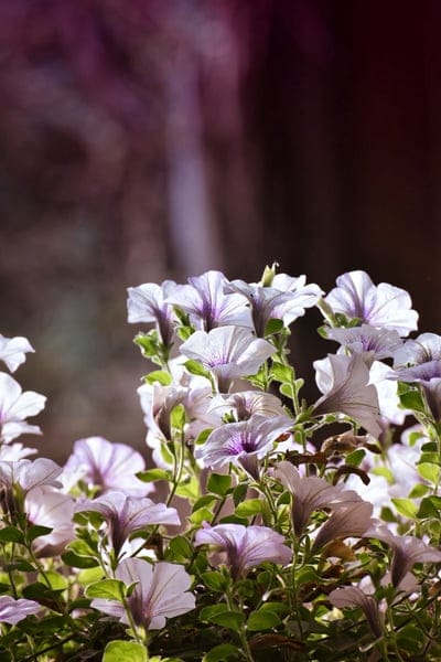 White petunias with purple veins bloom amidst soft green leaves against a dark, blurred bokeh background.