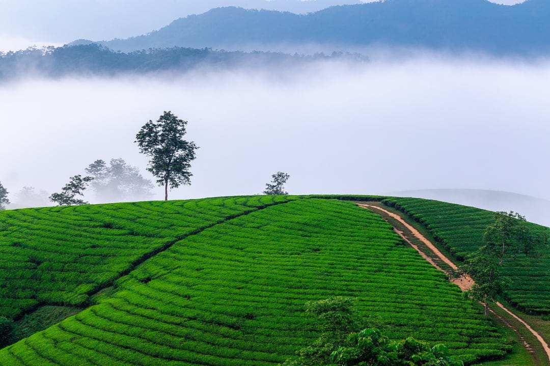 Layered green tea terraces cascade down a misty mountain slope during a golden sunrise in a vertical landscape.
