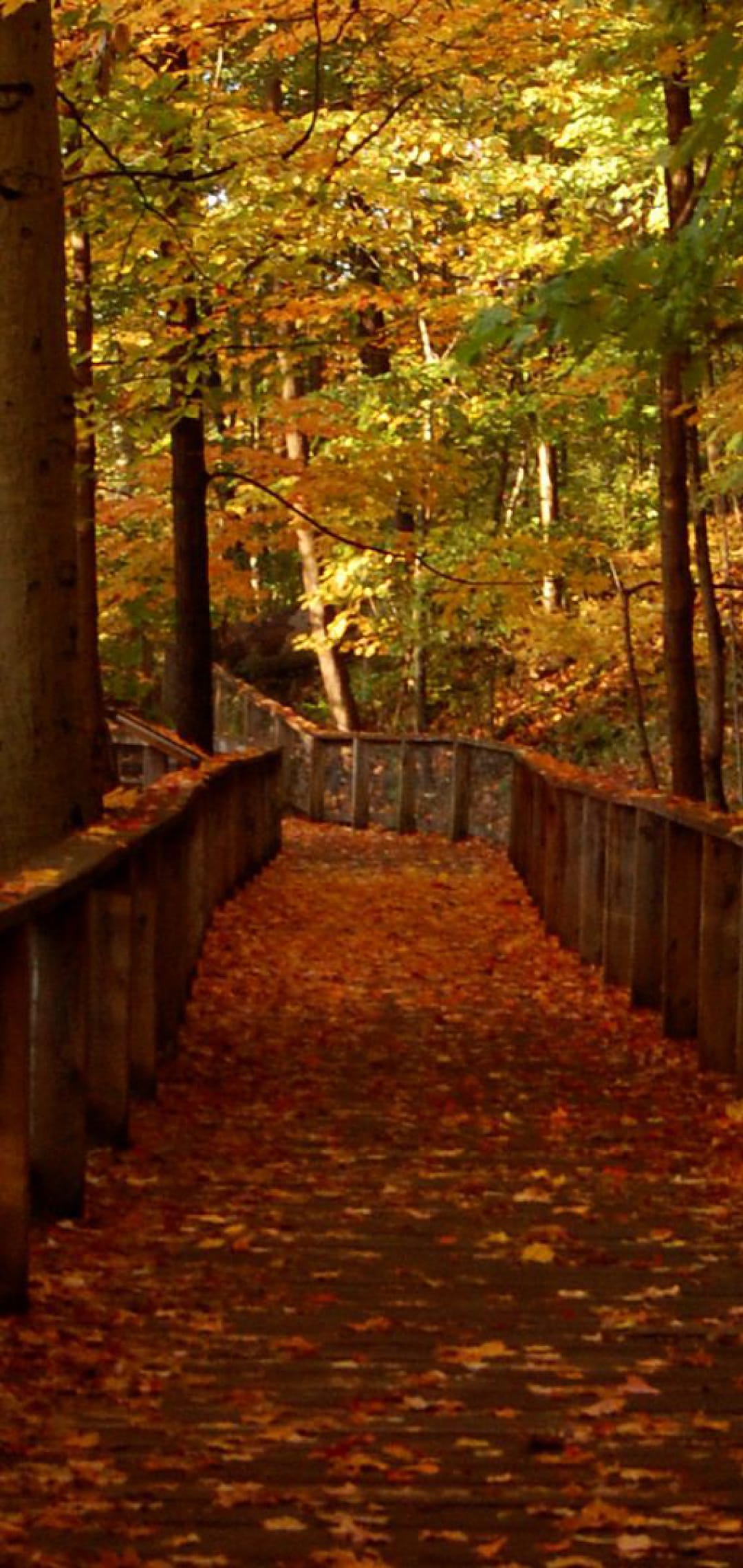 Wooden boardwalk covered in orange fallen leaves winds through a sun-drenched forest of red and yellow trees.