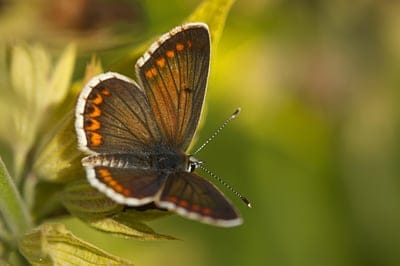 Brown butterfly with orange spots on a green leaf with a soft bokeh background in a vertical view.