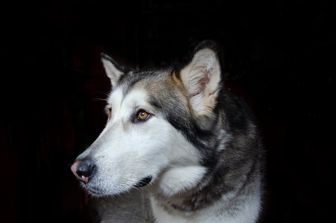 Alaskan Malamute dog with amber eyes and thick grey fur faces forward against a solid black background portrait.