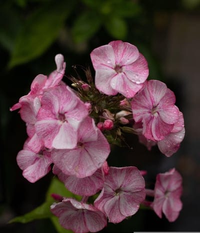 Phlox flowers with pink-streaked white petals and glistening water drops against a dark blurred garden background.