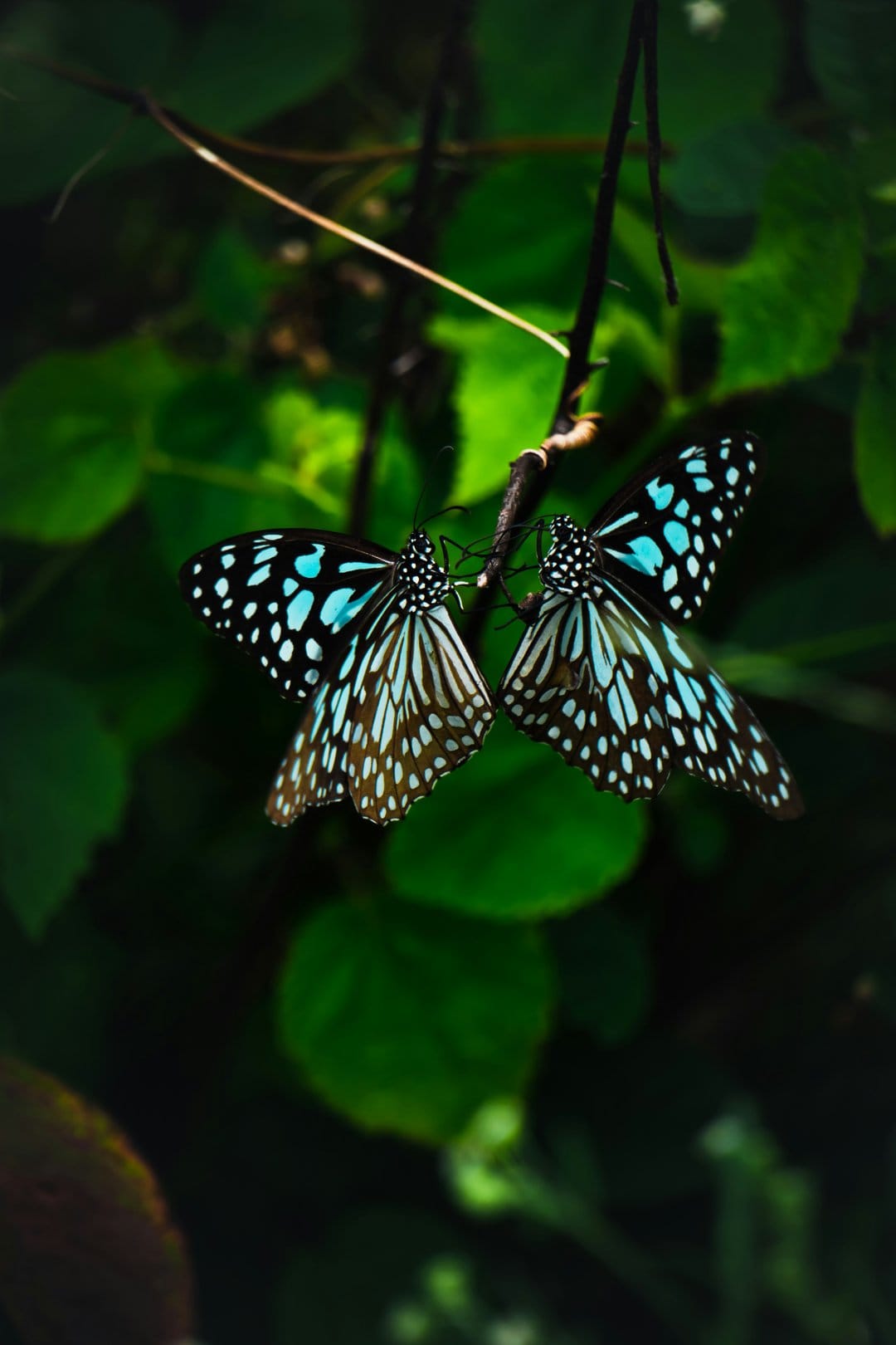 Two Blue Tiger butterflies with blue and white patterned wings perched on a twig against dark green foliage.