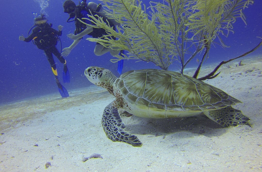Green sea turtle swimming near two scuba divers and a vibrant coral reef in clear, sunlit tropical ocean water.