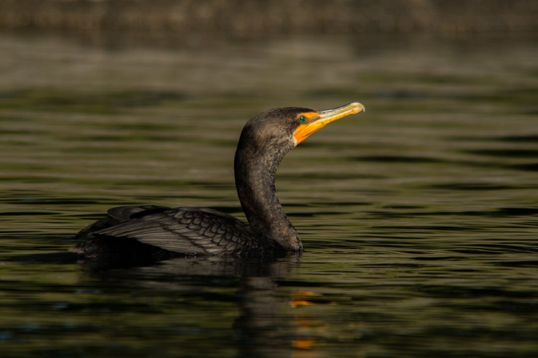 Cormorant bird with a bright yellow beak swims through rippling green water with its dark body partially submerged.