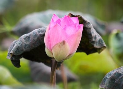 Pink lotus bud partially opening above large green water lily pads in a serene pond with soft focus background.