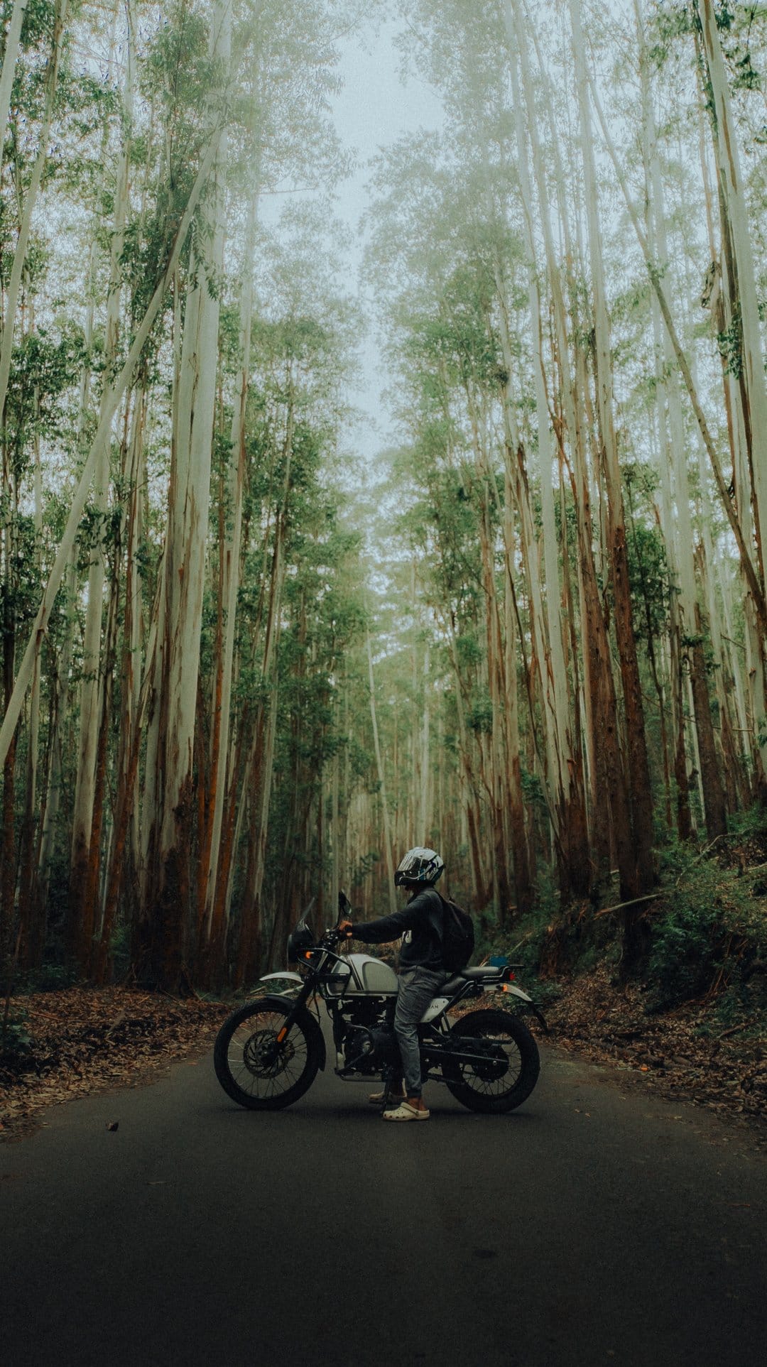Motorcyclist in a helmet sits on a classic bike on a paved road flanked by tall, thin eucalyptus trees in the mist.