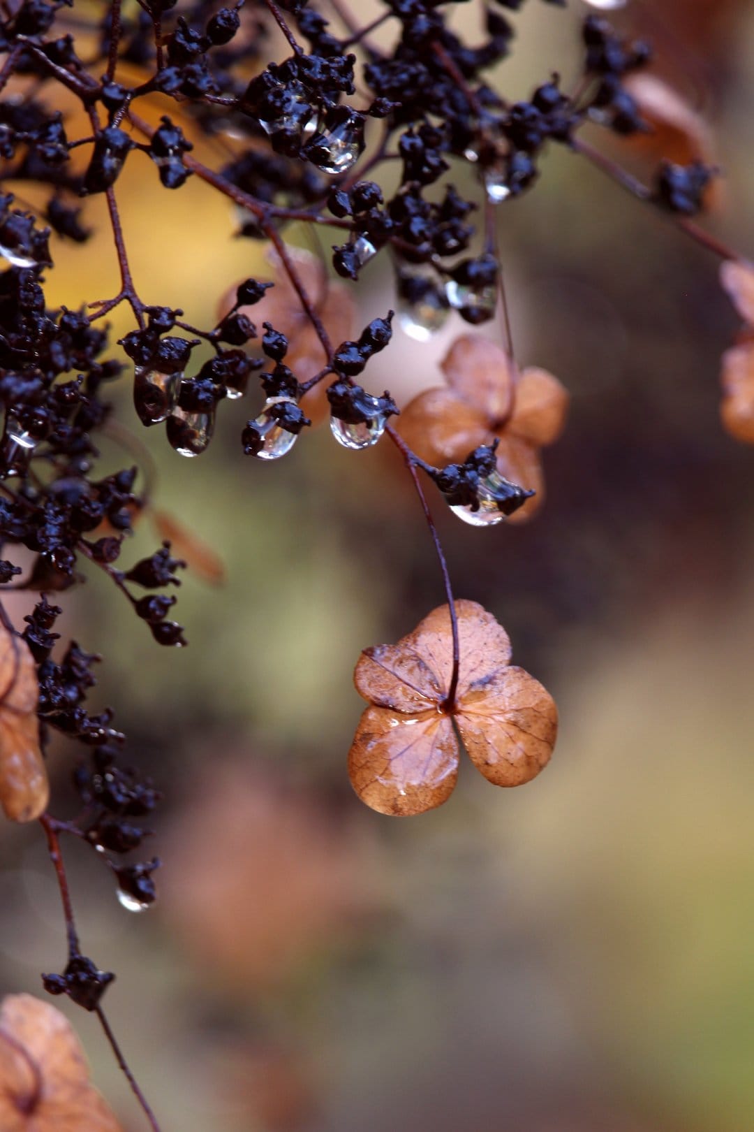 Dried hydrangea flower with clear raindrops on copper petals against a blurred brown and gold autumn background.
