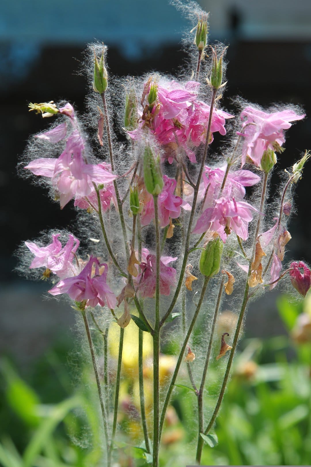 Pink columbine flowers covered in fine white fibers are shown in a close-up garden scene with green foliage.